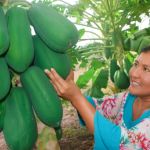 "Sembrando Esperanza" en la Guajira.