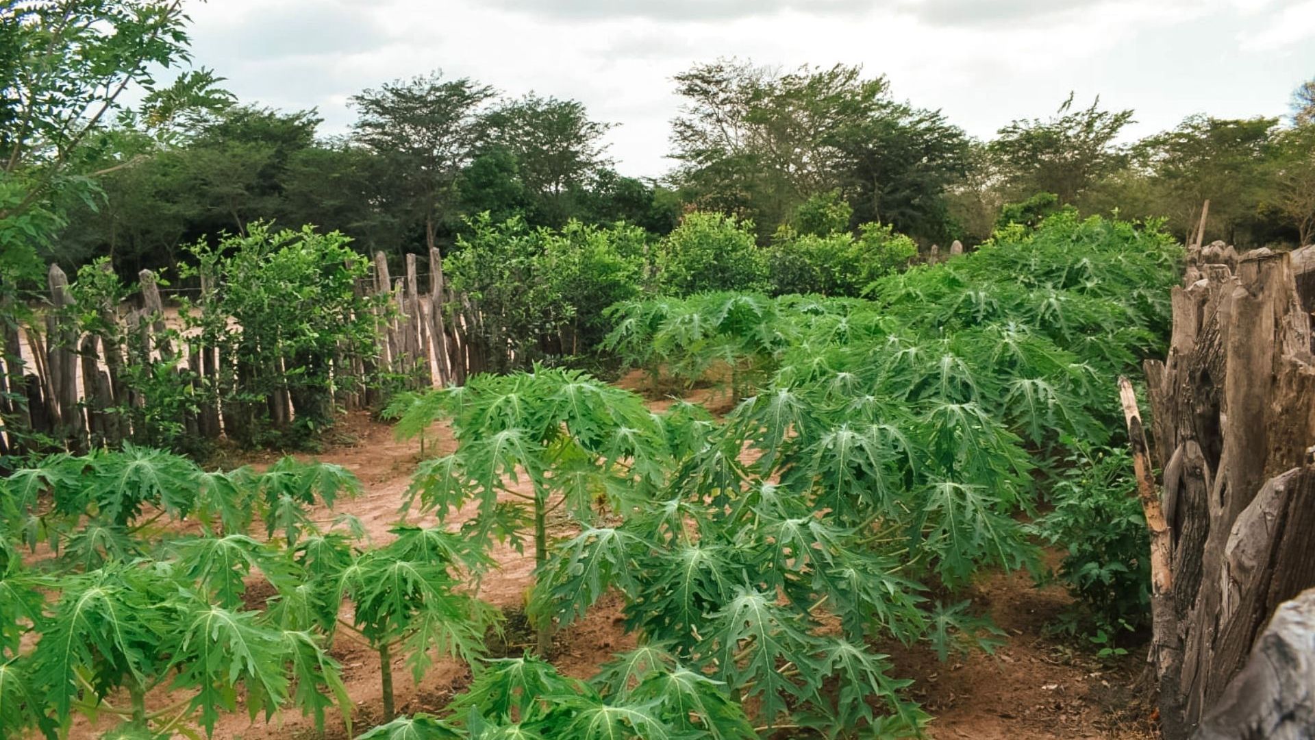 Cultivo de Papaya