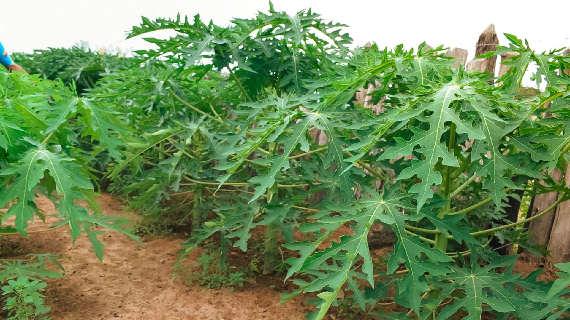 Cultivo de Papaya