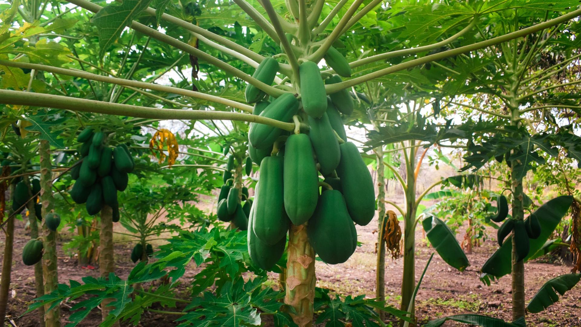 Papaya