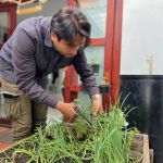 Un joven del curso cosecha cebollas y romero en la huerta