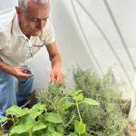 Momento de cosecha de un estudiante, donde recolecta romero y laurel en la huerta.
